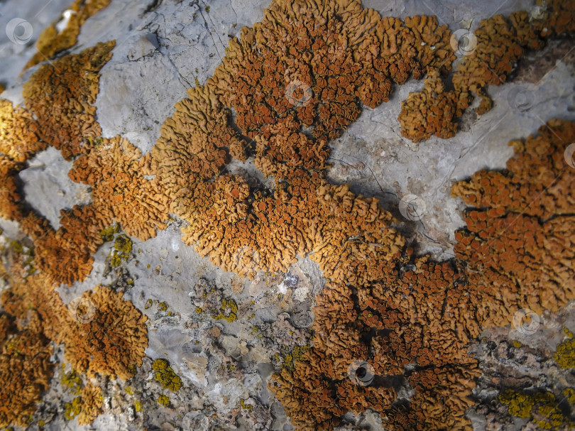Скачать Красивый оранжевый лишайник Xanthoria elegans на сером камне на вершине горы Ай-Петри в Крыму. Природная красота элегантного лишайника sunburst как красивого фона дикой природы для дизайна. фотосток Ozero