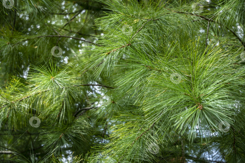 Скачать Макросъемка хвои Pinus strobus в фокусе на зеленом фоне. Оригинальная текстура натуральной зелени. фотосток Ozero