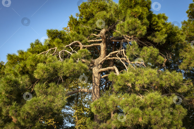 Скачать Старая пицундская сосна "Pinus brutia pityusa" на набережной Геленджика. фотосток Ozero