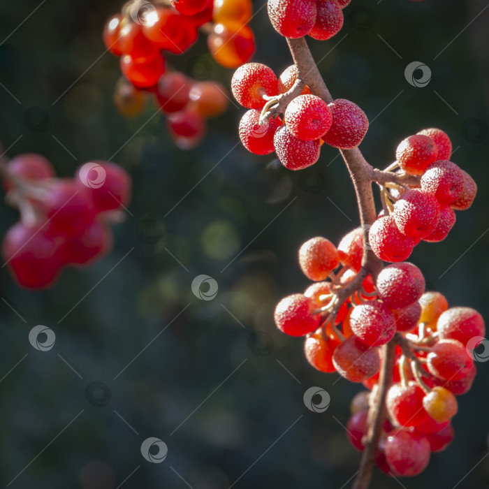 Скачать Красные плоды Elaeagnus umbellata на фоне зеленой листвы дерева или кустарника. фотосток Ozero