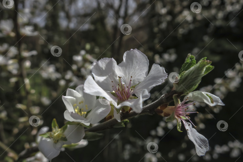 Скачать Крупный план белых цветов вишни Нанкинской или Prunus Tomentosa на фоне темного сада ранней весной. фотосток Ozero