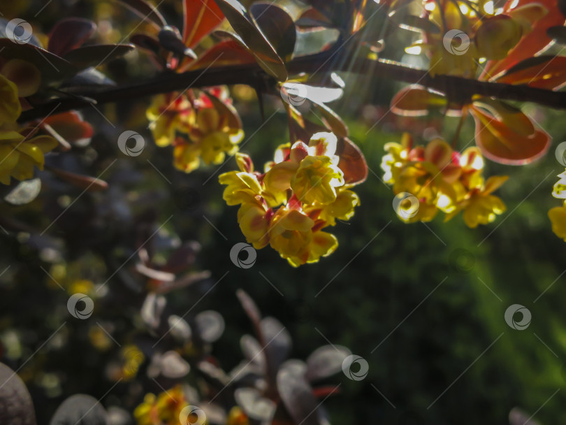 Скачать Цветение барбариса. Красивые желтые мелкие цветы Berberis thunbergii Atropurpurea на ветвях с фиолетовыми листьями на фоне красивого боке. фотосток Ozero