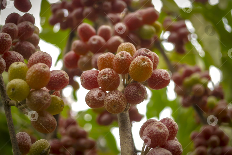 Скачать Красные плоды Elaeagnus umbellata на фоне зеленой листвы дерева или кустарника. фотосток Ozero