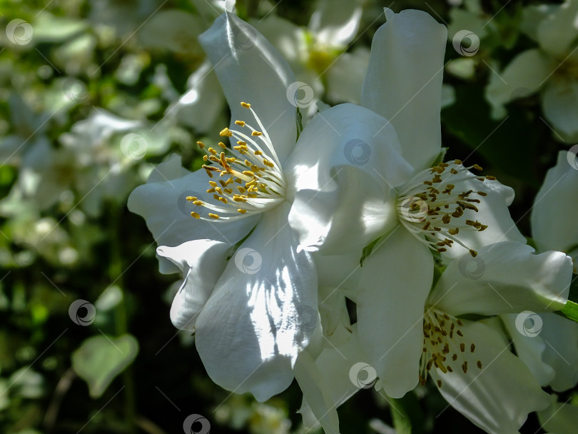 Скачать Крупный план цветков жасмина Philadelphus lewisii на кусте с размытым фоном в весеннем саду фотосток Ozero