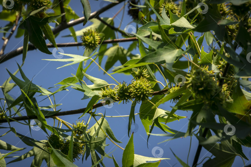 Скачать Семена Liquidambar styraciflua, амбрового дерева в фокусе, обрамленного размытыми зелеными листьями, в летний день. фотосток Ozero