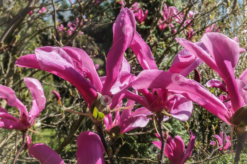 Скачать Крупные розовые цветы магнолии Сьюзен (Magnolia liliiflora x Magnolia stellata) в ясный солнечный день. фотосток Ozero