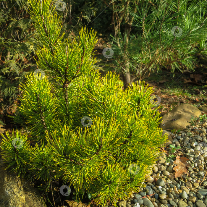 Скачать Золотистый сорт карликовой горной сосны Pinus mugo Ophir в солнечный зимний день фотосток Ozero