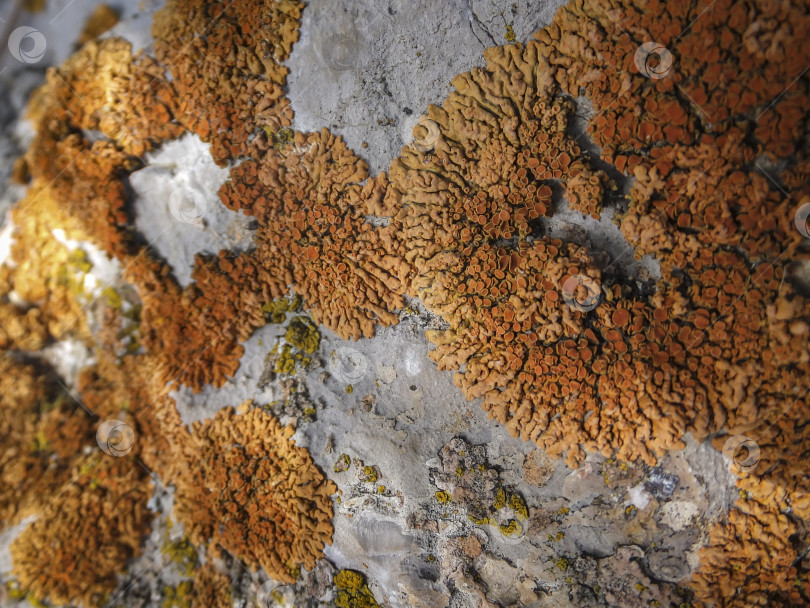 Скачать Красивый оранжевый лишайник Xanthoria elegans на сером камне на вершине горы Ай-Петри в Крыму. Природная красота элегантного лишайника sunburst как красивого фона дикой природы для дизайна. фотосток Ozero