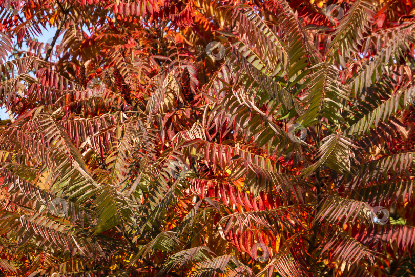 Скачать Осенние краски Rhus typhina (сумаха рогатого, Anacardiaceae). Красные, оранжевые, желтые и зеленые листья сумаха. фотосток Ozero