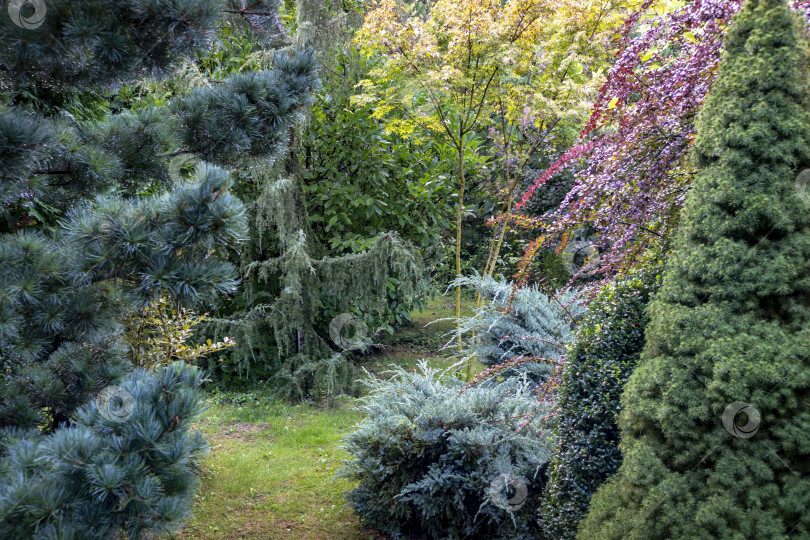 Скачать Вечнозеленый ландшафт сада: Pinus parviflora Glauca, Juniperus communis Horstmann и squamata Blue carpet, Berberis thunbergii Atropurpurea, Picea glauca Conica. фотосток Ozero