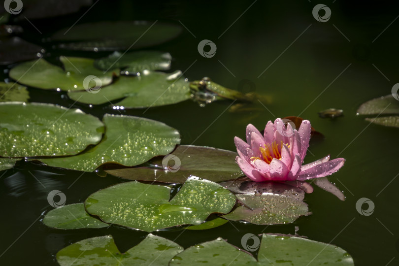 Скачать В пруду раскрывается бутон розовой водяной лилии Marliacea Rosea с каплей воды. Лягушка Рана ридибунда (Rana ridibunda) сидит в размытом фокусе на фоне нимфеи. фотосток Ozero
