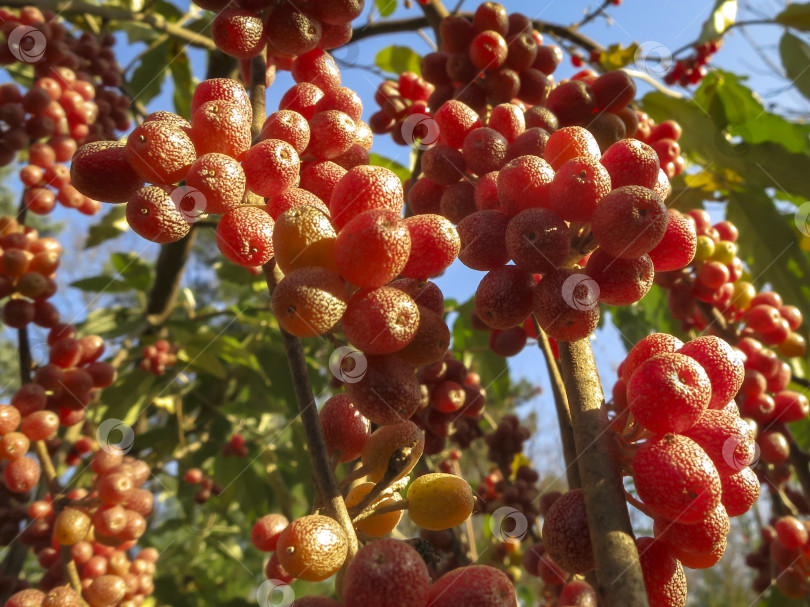 Скачать Красные плоды Elaeagnus umbellata на фоне зеленой листвы дерева или кустарника. фотосток Ozero