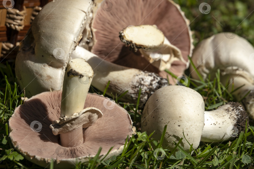 Скачать Очень красивые ядовитые грибы Agaricus Xanthodermus лежат на зеленой траве фотосток Ozero