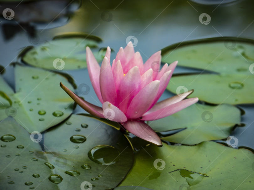 Скачать Водяная лилия "Marliacea Rosea" с розовыми лепестками фотосток Ozero