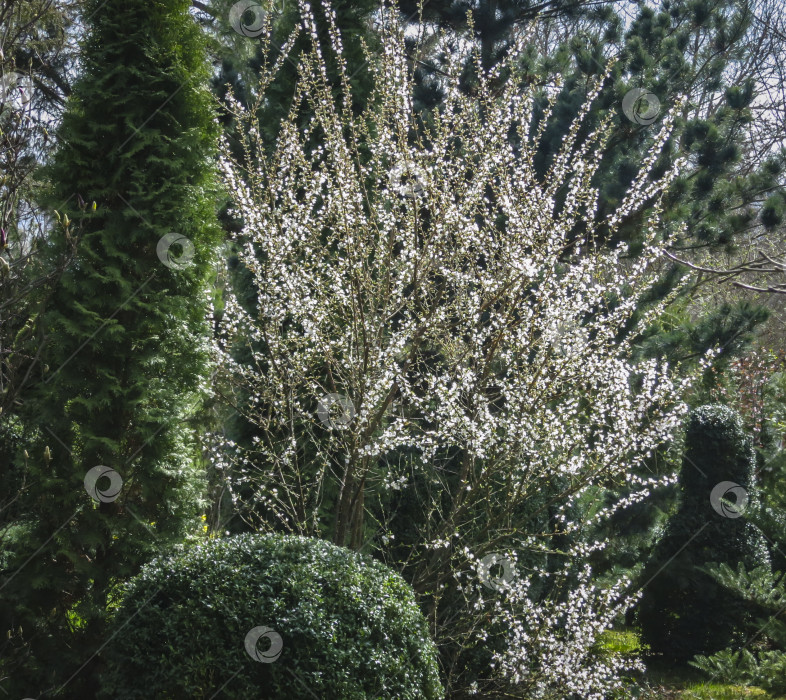 Скачать Большой цветущий куст нанкинской вишни или Prunus Tomentosa на фоне вечнозеленого сада. фотосток Ozero