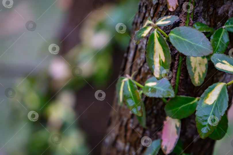 Скачать Селективный мягкий фокус Euonymus fortunei Interbolwi или веретено фортуны, зимнее ползучее растение с мокрыми зелено-белыми листьями, взбирающееся по дереву на размытом зелено-коричневом фоне. фотосток Ozero