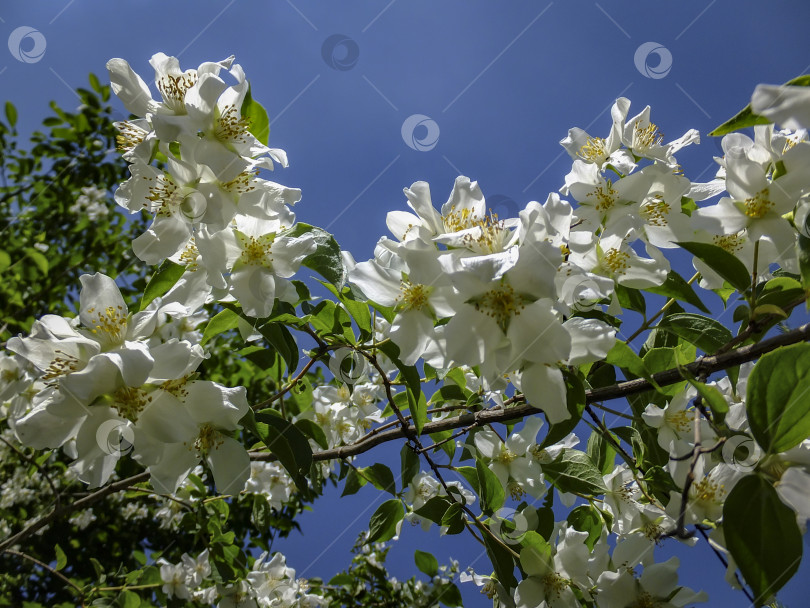 Скачать Крупный план цветков жасмина Philadelphus lewisii на кусте на фоне голубого неба в весеннем солнечном саду фотосток Ozero