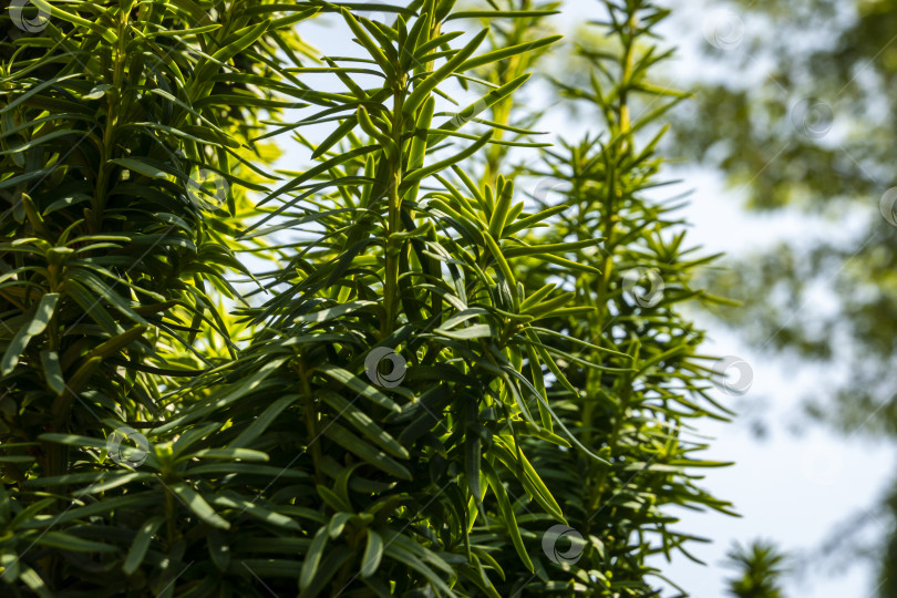 Скачать Вертикальные темно-зеленые ветви тиса Taxus baccata Fastigiata Aurea на открытом воздухе. фотосток Ozero