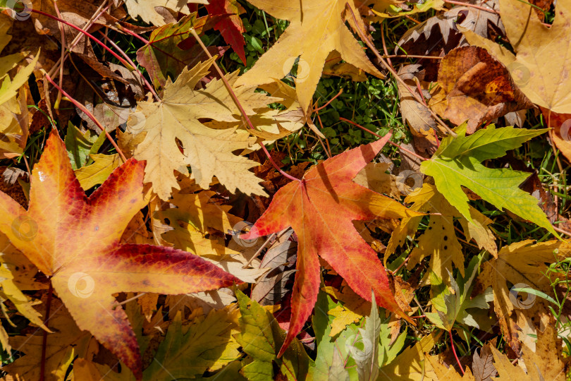 Скачать Изящные желтые, красные и зеленые листья Acer saccharinum и Liquidambar styraciflua падают на зеленую траву. фотосток Ozero