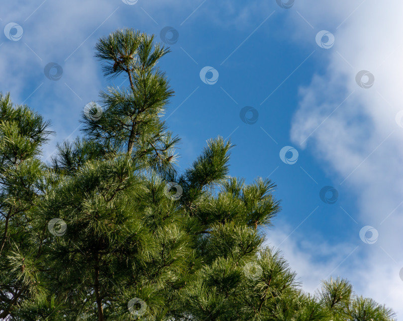 Скачать Роскошная сосна Pinus nigra, австрийская сосна или черная сосна в саду на фоне ярко-синего неба с облаками. Место для вашего текста. Концепция дизайна - природа. фотосток Ozero