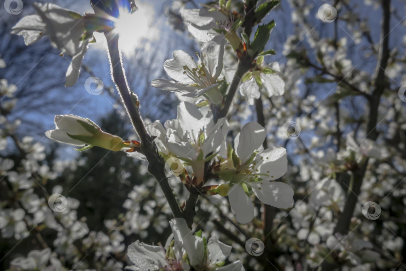 Скачать Крупный план белых цветов вишни Нанкинской или Prunus Tomentosa на фоне голубого неба. Выборочный фокус. фотосток Ozero