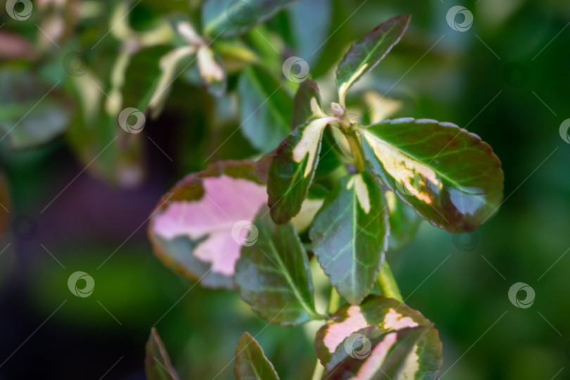 Скачать Мягкий крупный план Euonymus fortunei Interbolwi или веретена фортуны, зимней лианы с зелено-белыми листьями на размытом зеленовато-коричневом фоне. Выборочный мягкий фокус., фотосток Ozero