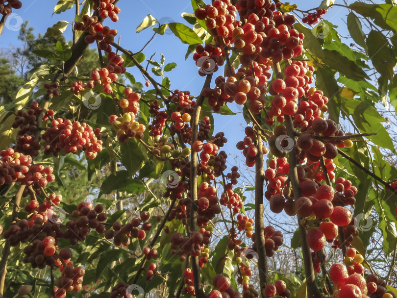 Скачать Красные плоды Elaeagnus umbellata на фоне зеленой листвы дерева или кустарника. фотосток Ozero