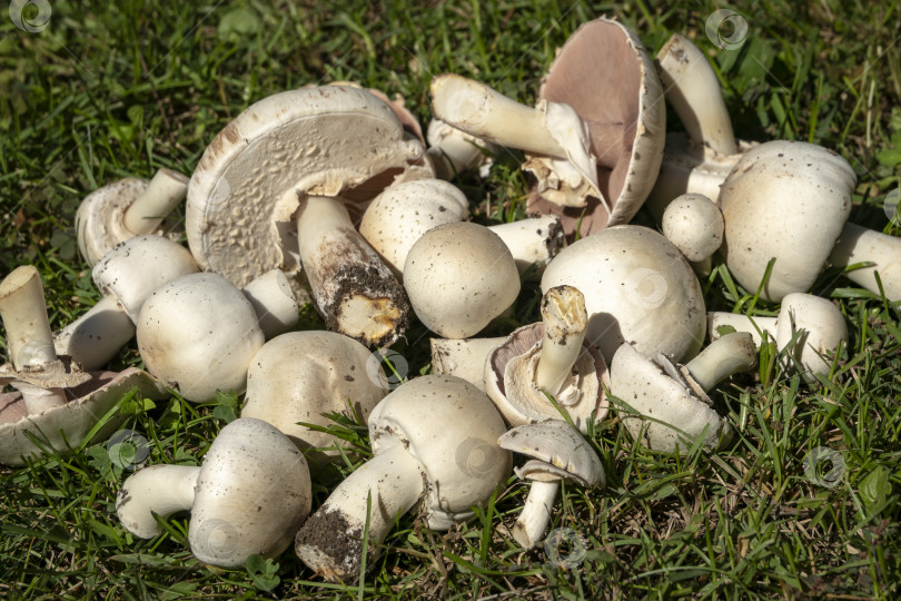 Скачать Очень красивые ядовитые грибы Agaricus Xanthodermus лежат на зеленой траве фотосток Ozero