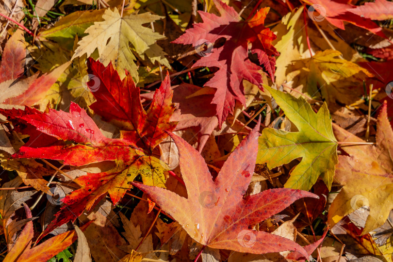 Скачать Изящные желтые, красные и зеленые листья Acer saccharinum и Liquidambar styraciflua падают на зеленую траву. фотосток Ozero
