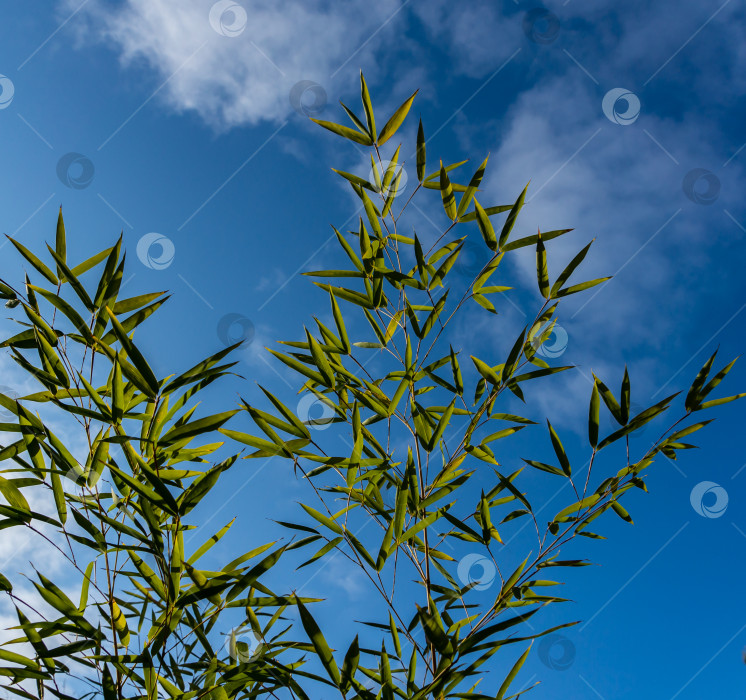 Скачать Вечнозеленый бамбук Phyllostachys aureosulcata с изящными зелеными листьями на фоне ярко-голубого неба с белыми облаками. Прекрасный фон для любого дизайна фотосток Ozero