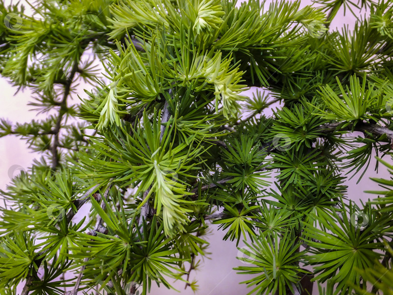 Скачать Ярко-зеленые пушистые ветви лиственницы Larix decidua Pendula в лучах солнечного света. фотосток Ozero