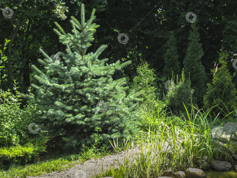 Скачать Молодая голубая ель Picea pungens растет в ландшафтном декоративном саду. Голубая ель расположена на левой стороне садового пруда, усыпанного галькой. фотосток Ozero