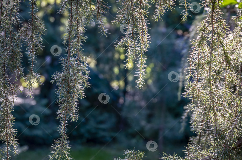 Скачать Изумительный занавес из серебристых иголок можжевельника Juniperus communis Horstmann. Сквозь него на солнце просвечивает размытое боке сада. фотосток Ozero