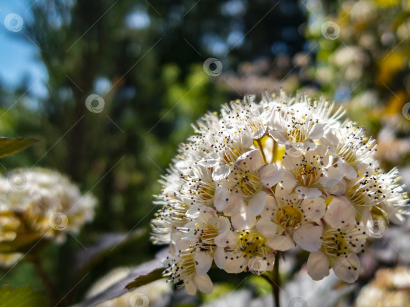 Скачать Крупный план белых цветов Physocarpus opulifolius diabolo или девятилистника с фиолетовыми листьями на темно-синем фоне. фотосток Ozero