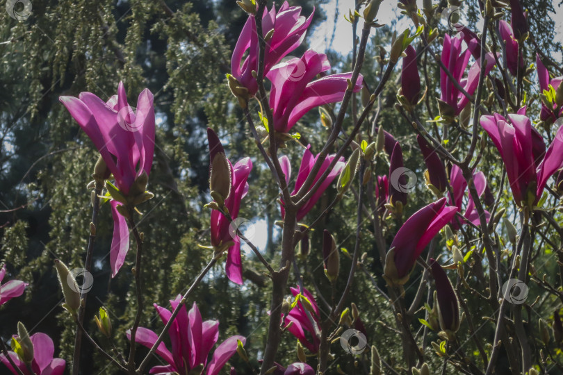 Скачать Крупные розовые цветы магнолии Сьюзен (Magnolia liliiflora x Magnolia stellata) в ясный солнечный день. фотосток Ozero