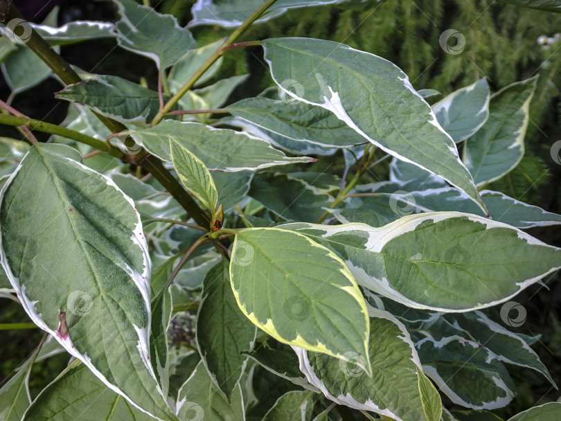 Скачать Зеленые с белой каймой красивые листья кустарника Cornus alba Elegantissima. фотосток Ozero