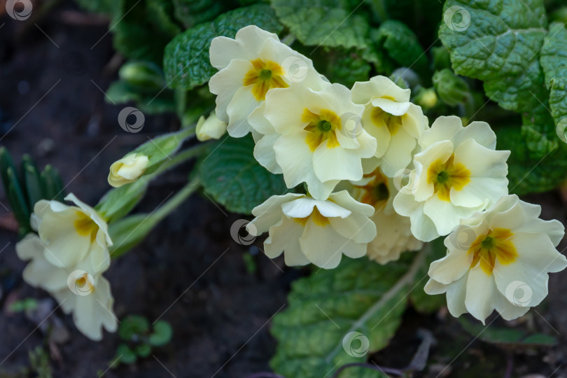Скачать Нежная весенняя белая примула обыкновенная (Primula acaulis или primula vulgaris) на фоне зеленой листвы и земли. Весенняя концепция пробуждающейся природы. фотосток Ozero