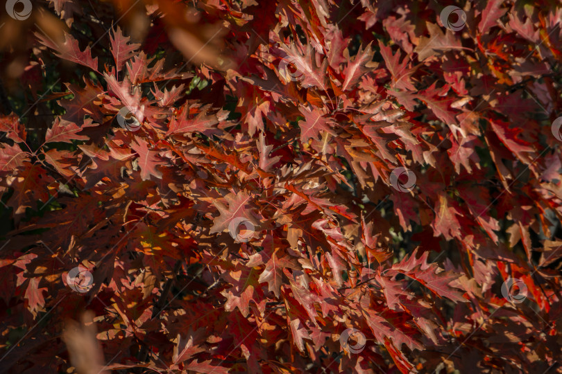 Скачать Красивые красные осенние листья болотного дуба Quercus palustris. Избирательный подход. фотосток Ozero
