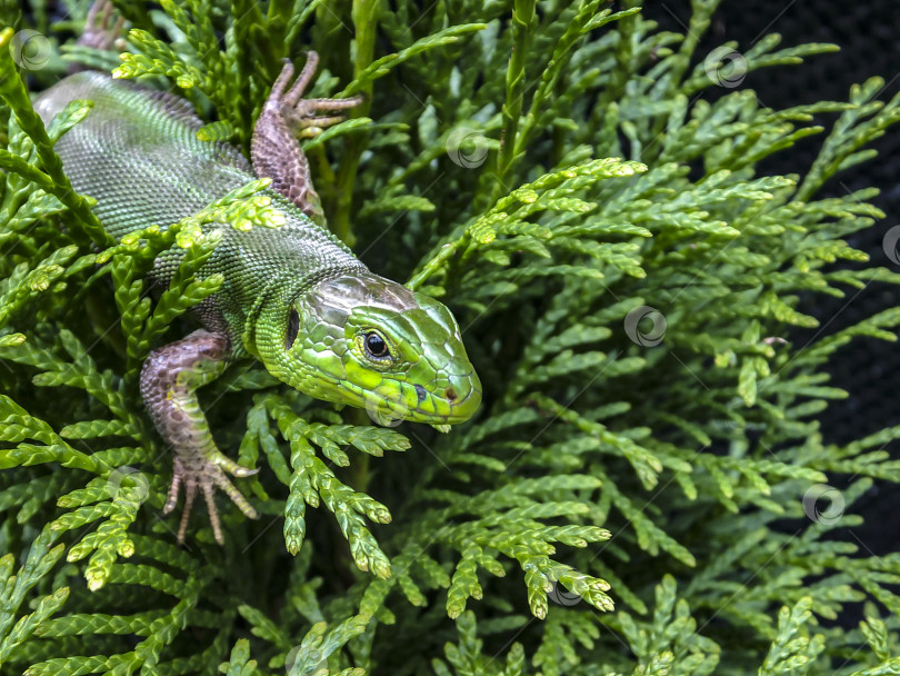 Скачать Макросъемка зеленой ящерицы Lacerta viridis, сидящей на вечнозеленом растении в естественной среде обитания. фотосток Ozero