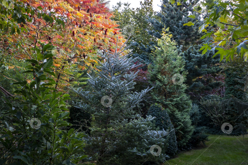 Скачать Осенние краски Rhus typhina (сумаха рогатого). Красные, оранжевые, желтые и зеленые листья сумаха и вечнозеленых растений смешиваются с синей и зеленой хвоей. Разноцветный вечнозеленый сад. фотосток Ozero