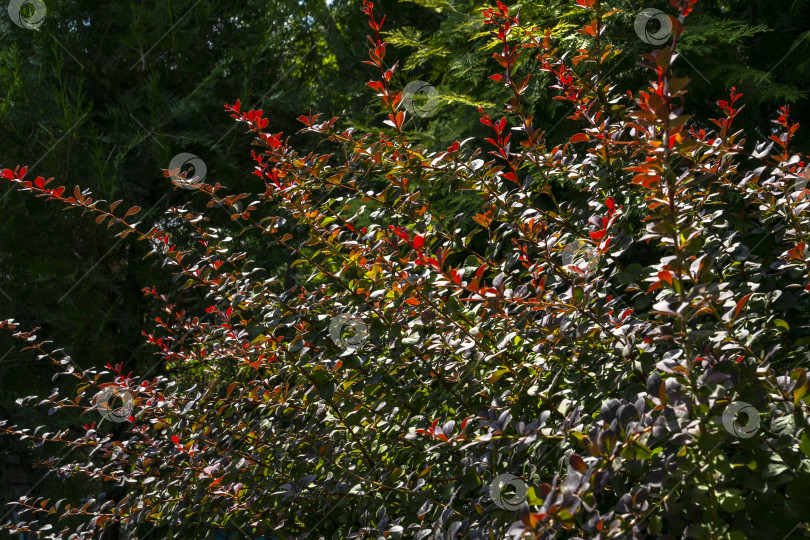 Скачать Красные, зеленые и фиолетовые листья барбариса Berberis thunbergii Atropurpurea, как красивый красочный осенний фон. фотосток Ozero