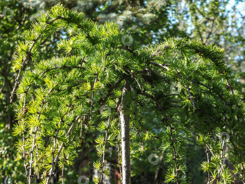 Скачать Ярко-зеленые пушистые ветви лиственницы Larix decidua Pendula в лучах солнца. Атмосфера восторга и свежести летнего дня. Естественная красота элегантной ветки лиственницы для любого дизайна. фотосток Ozero