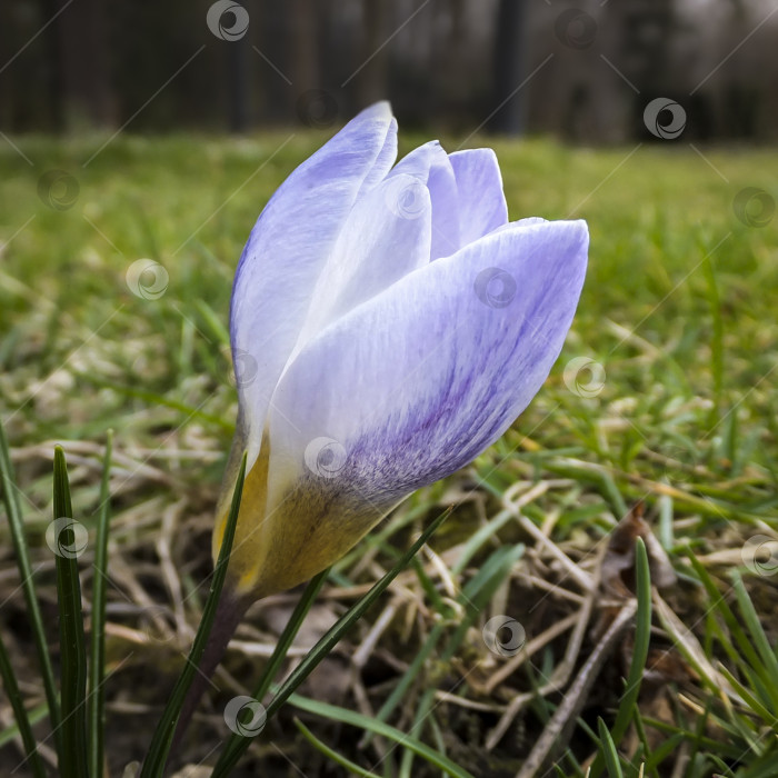 Скачать Крупный план очень нежного голубого весеннего крокуса Blue Pearl на фоне размытой травы. Выборочный фокус фотосток Ozero