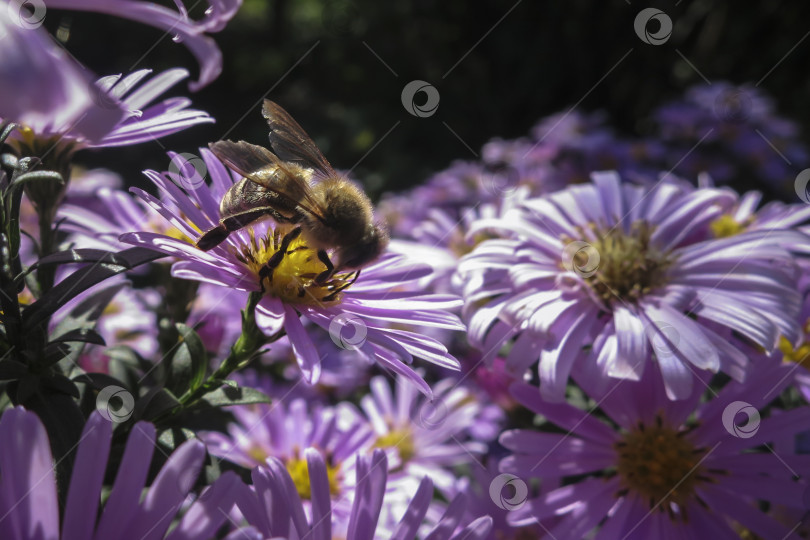 Скачать Пчела Apis mellifera собирает нектар с цветущей астры Symphyotrichum dumosum Rosenwichtel в мягком фокусе фотосток Ozero