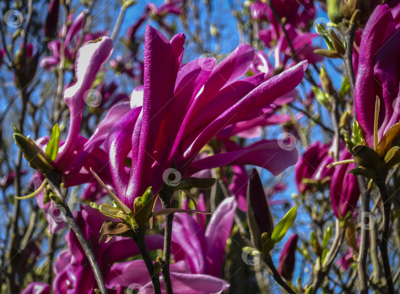 Скачать Крупные розовые цветы магнолии Сьюзен (Magnolia liliiflora x Magnolia stellata) в ясный солнечный день. фотосток Ozero