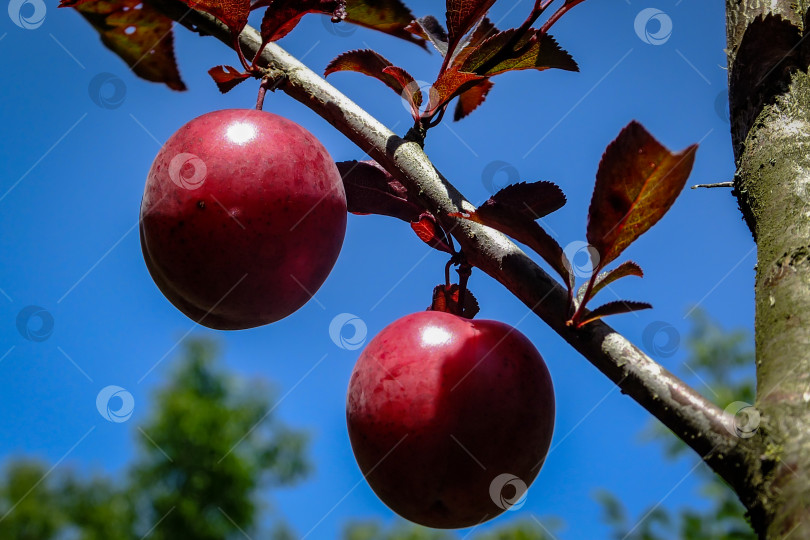 Скачать Красные плоды Prunus Pissardii или cerasifera на фоне голубого неба. фотосток Ozero