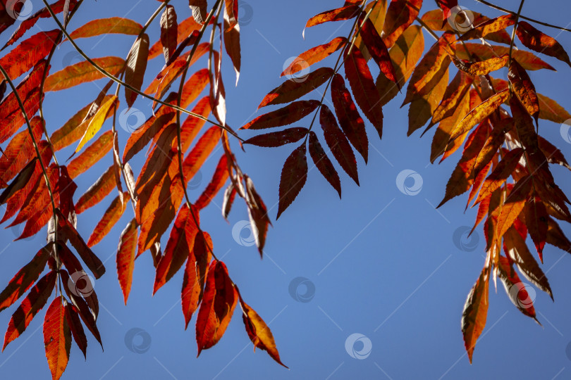 Скачать Осенние красные краски Rhus typhina (сумаха рогатого, Anacardiaceae), листья сумаха на фоне голубого неба. фотосток Ozero