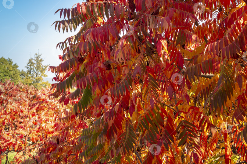 Скачать Осенние краски Rhus typhina (сумаха рогатого, Anacardiaceae). Красные, оранжевые, желтые и зеленые листья сумаха. фотосток Ozero
