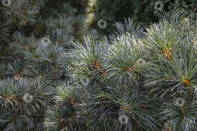 Скачать Макрос оригинальной двухцветной хвои японской сосны Pinus parviflora Glauca в фокусе. фотосток Ozero