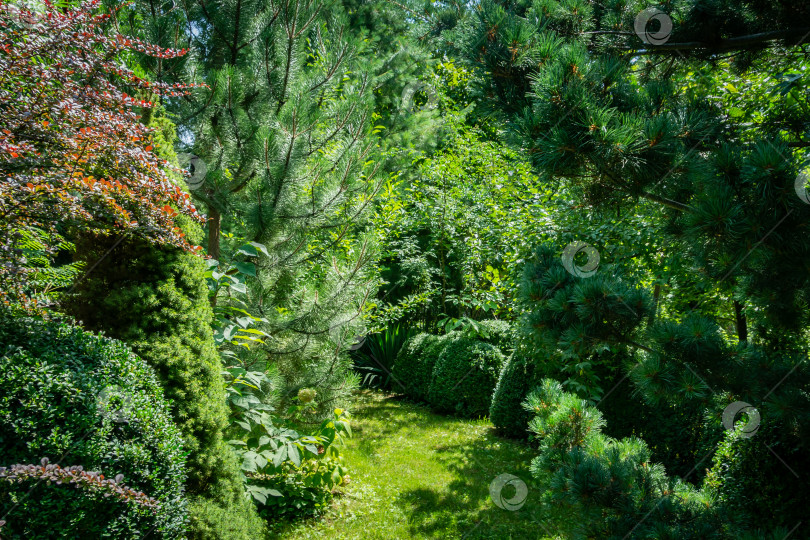 Скачать Спокойный пейзаж вечнозеленого сада: самшит Buxus sempervirens, туя западная Aurea, можжевельник чешуйчатый Blue carpet, сосна обыкновенная Glauca. фотосток Ozero